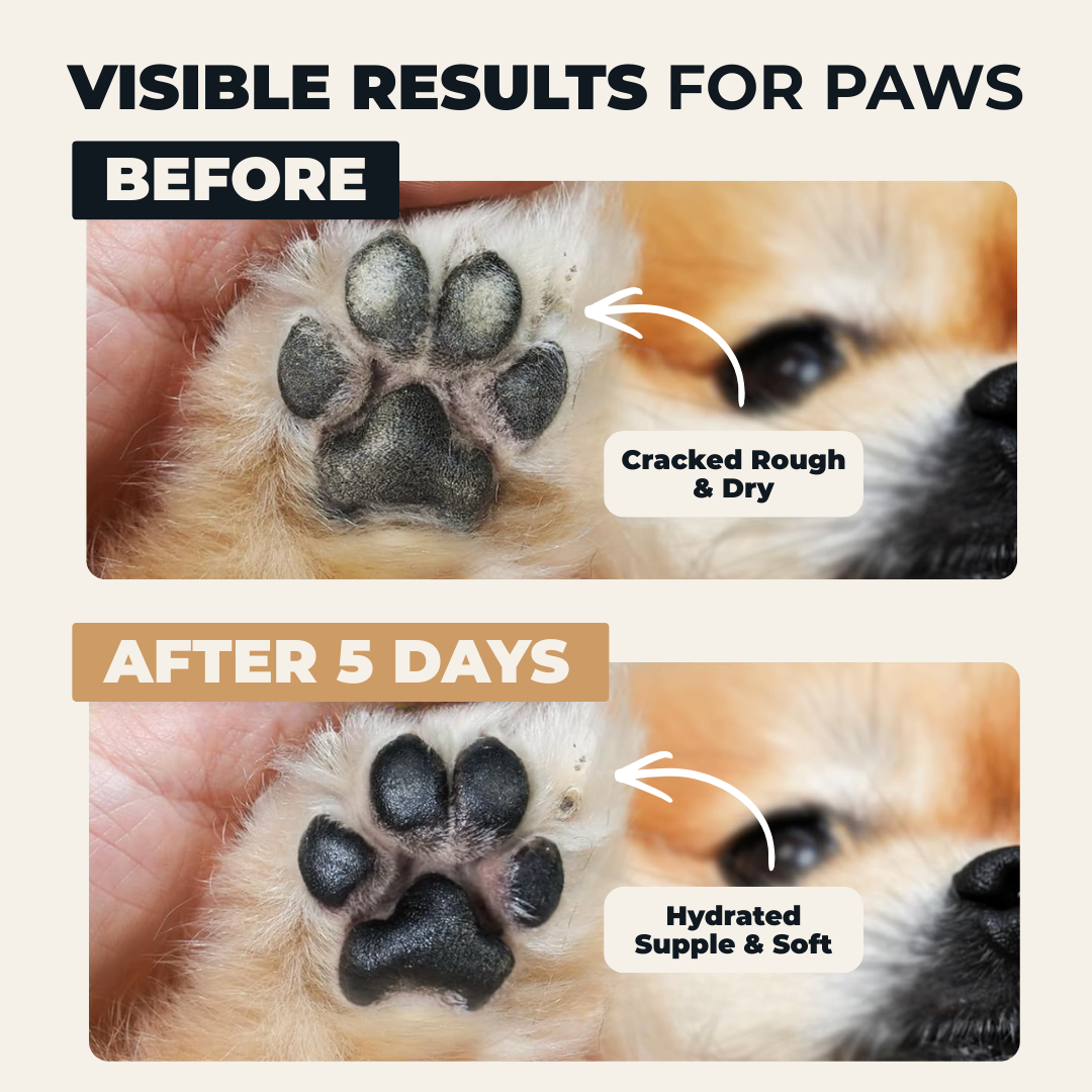 TallowTail™ l Dog Balm Stick