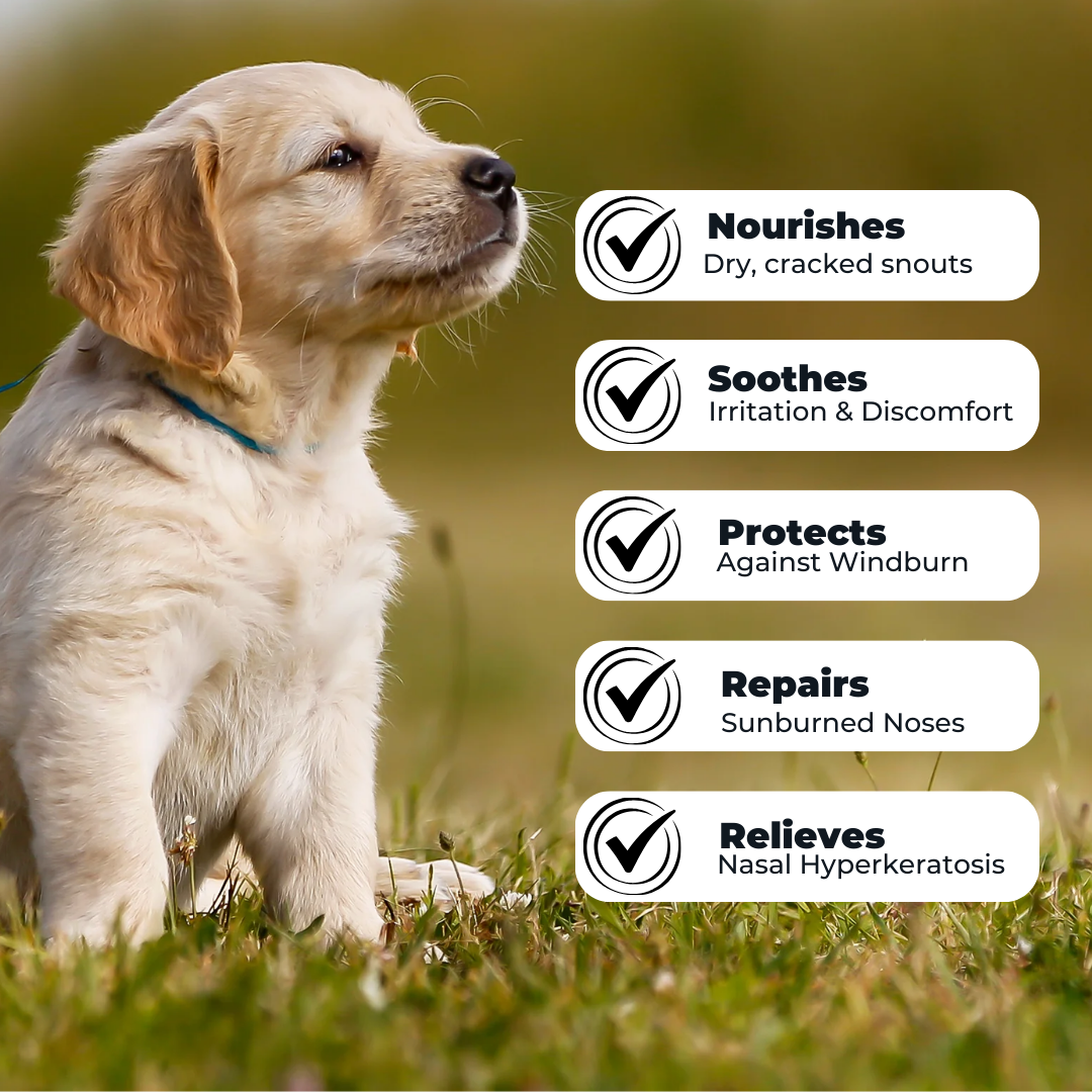 TallowTail™ l Dog Balm Stick